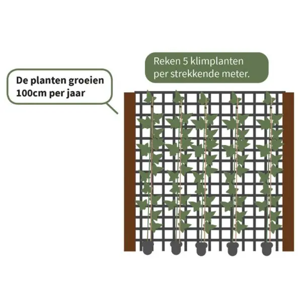 Hedera Helix (kleinbladig) 90cm - Afbeelding 2