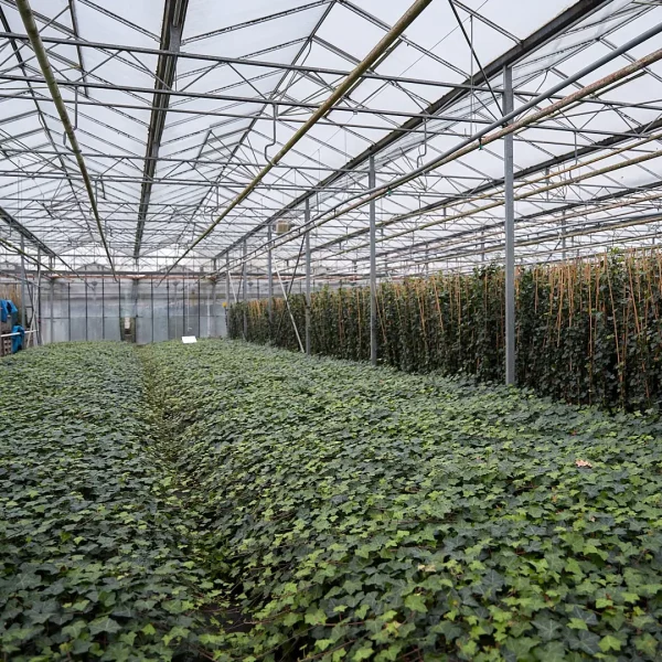 Hedera Hibernica 150-170cm - Afbeelding 7