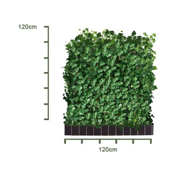Kant-en-klaar haag Hedera Hibernica – 120x120cm - Afbeelding 2