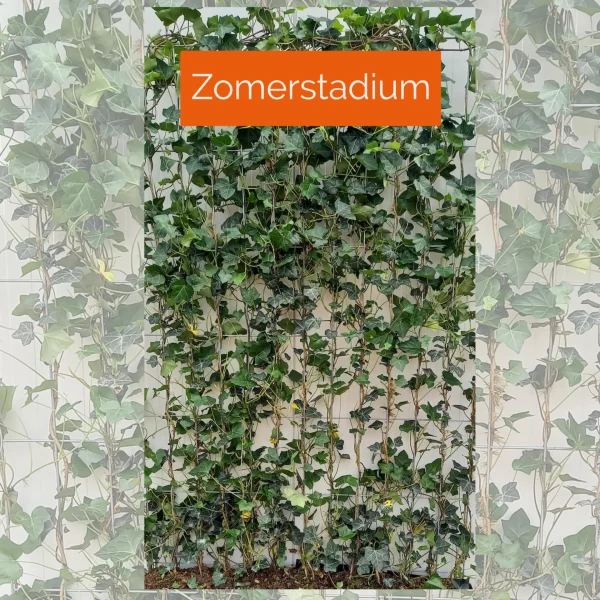 Kant-en-klaar haag Hedera Hibernica - 120x180cm - Afbeelding 6
