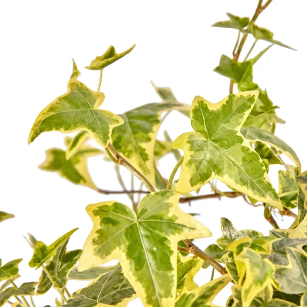 Hedera Helix Goldchild (geel bont) 90cm - Afbeelding 2