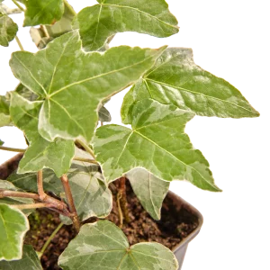 Alternative view of Hedera Helix Glacier (wit bont) 90cm
