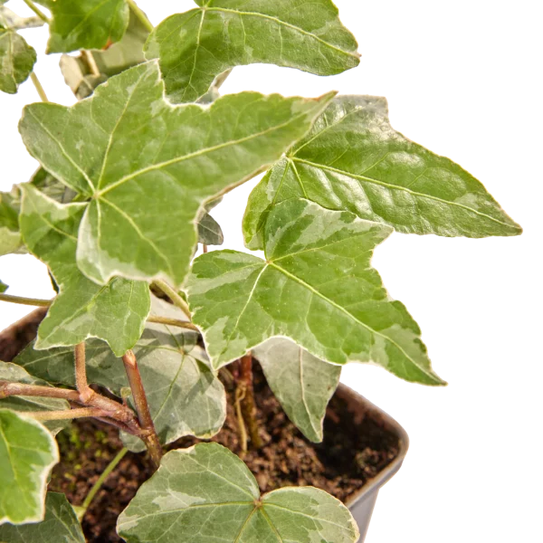 Hedera Helix Glacier (wit bont) 90cm - Afbeelding 2