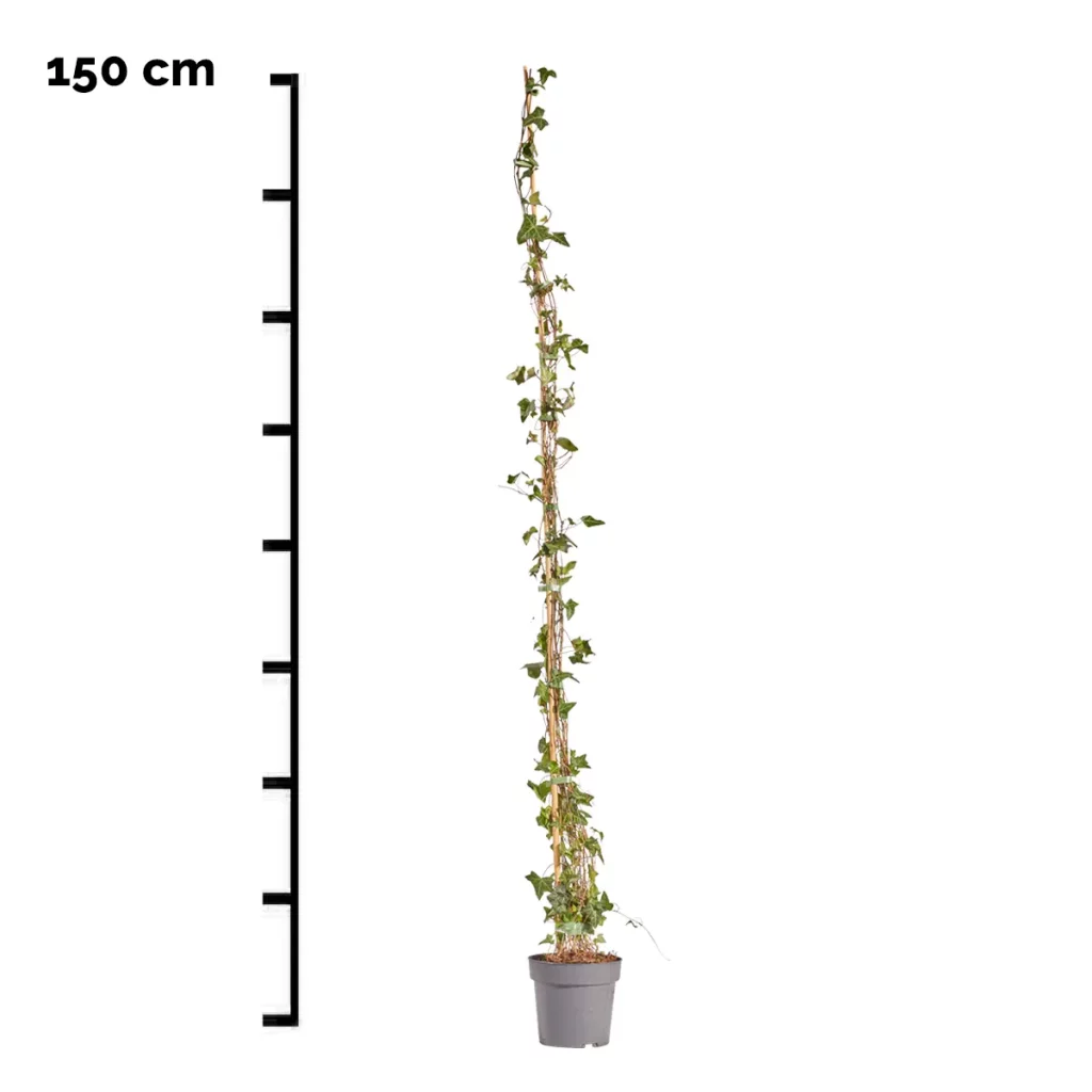 Hedera Helix Kleinbladige Hedera Soort In Meerdere Kleuren Hedera Helix Kleinbladige Hedera Soort In Meerdere Kleuren