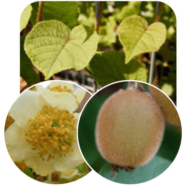Hedge to go Fruit Kiwi - Afbeelding 8