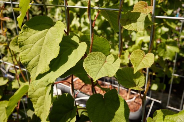 Hedge to go Fruit Kiwi - Afbeelding 5
