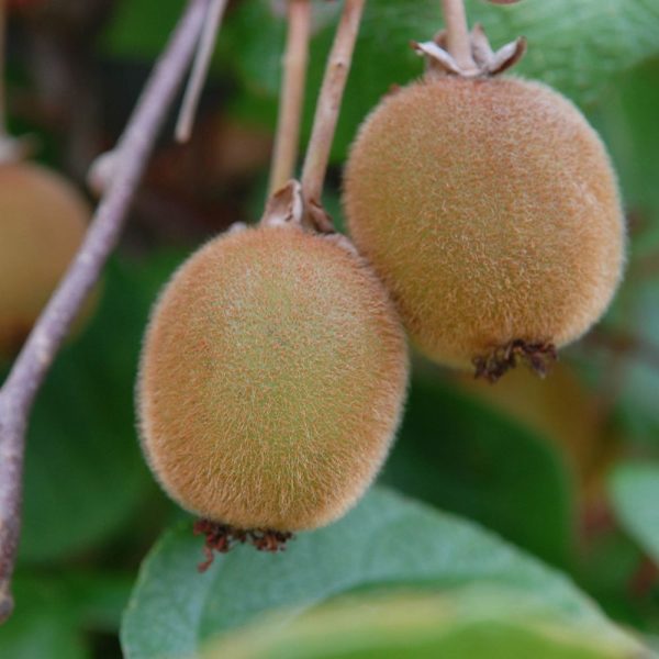 Hedge to go Fruit Kiwi - Afbeelding 7