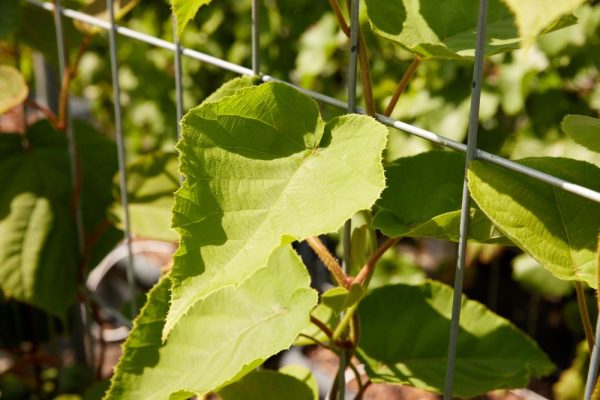Hedge to go Fruit Kiwi - Afbeelding 2