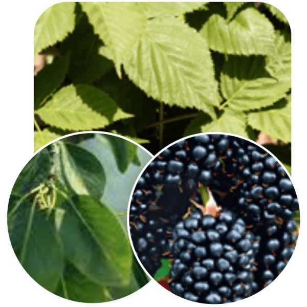 Hedge to go Fruit Braam - Afbeelding 7