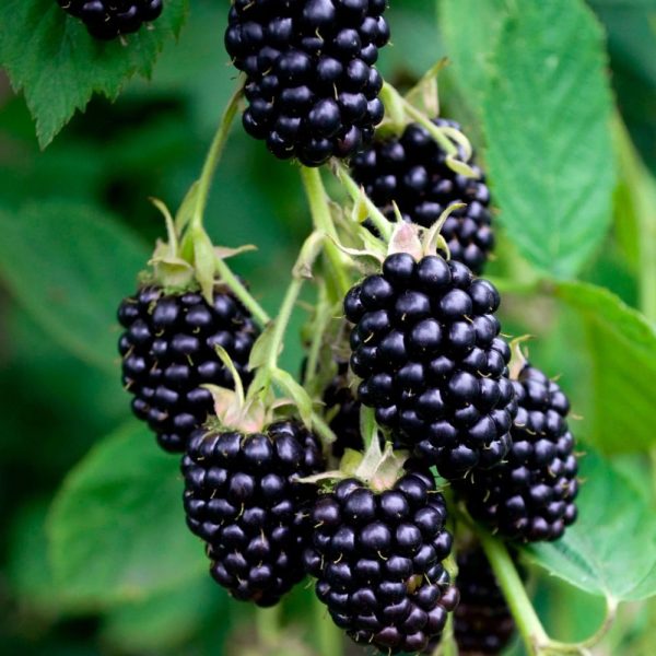 Hedge to go Fruit Braam - Afbeelding 4
