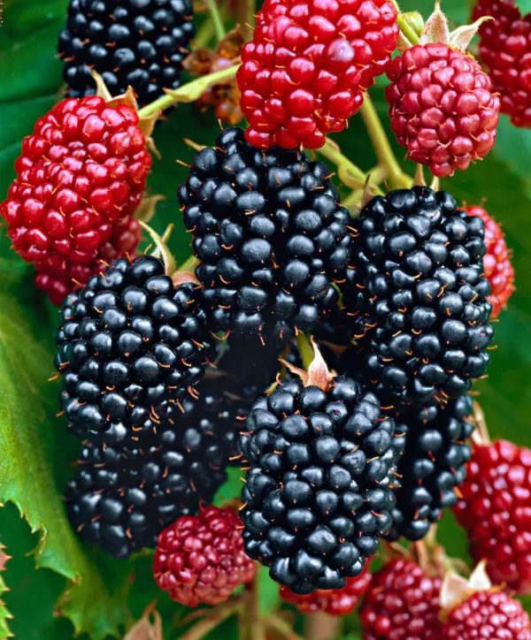 Hedge to go Fruit Braam - Afbeelding 5