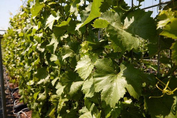 Hedge to go Fruit Druif - Afbeelding 3