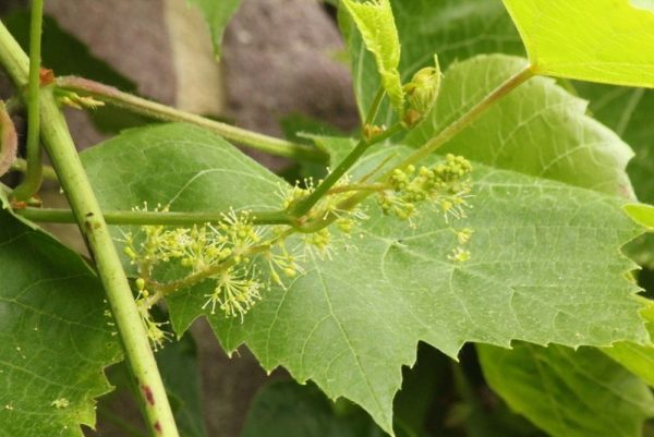 Hedge to go Fruit Druif - Afbeelding 5