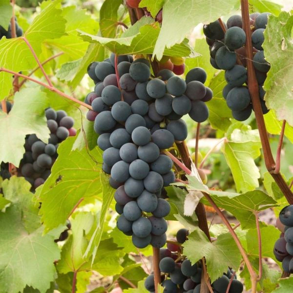 Hedge to go Fruit Druif - Afbeelding 4