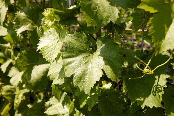 Hedge to go Fruit Druif - Afbeelding 7
