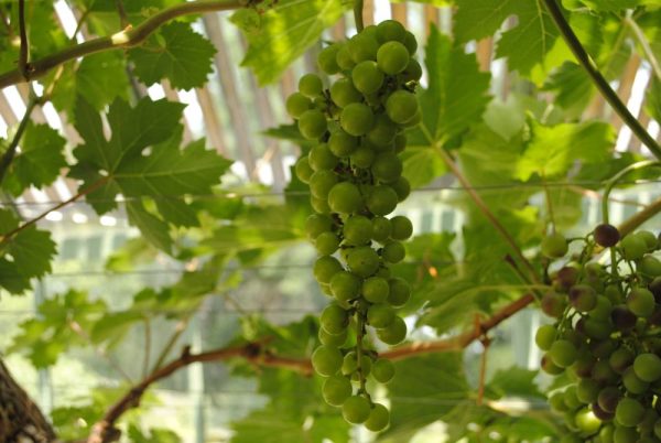 Hedge to go Fruit Druif - Afbeelding 6