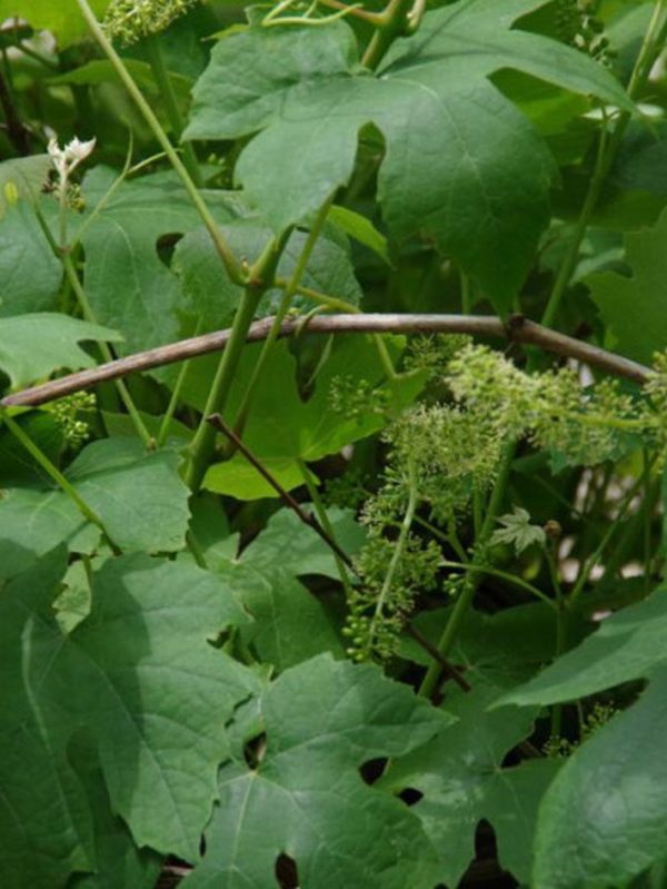 Hedge to go Fruit Druif - Afbeelding 2