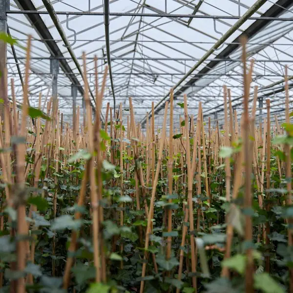 Hederastokken - Losse Hedera Hibernica planten - Afbeelding 9