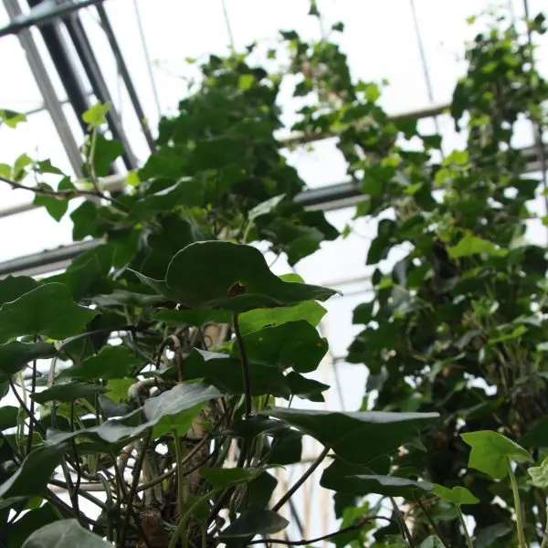Hederastokken - Losse Hedera Hibernica planten - Afbeelding 3
