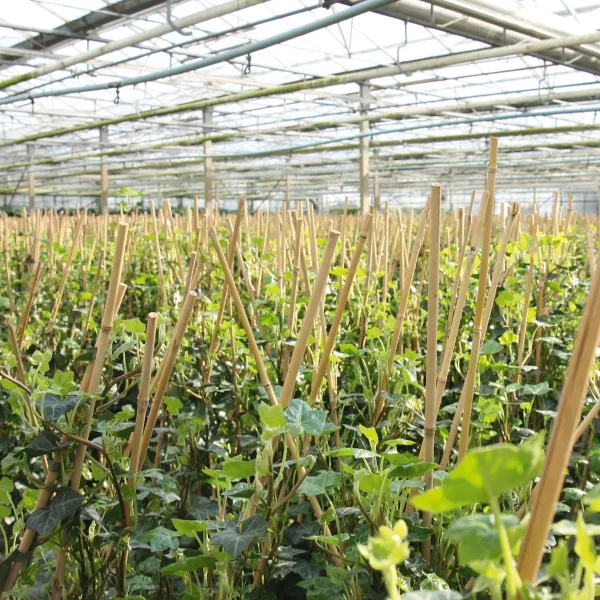 Hederastokken - Losse Hedera Hibernica planten - Afbeelding 4