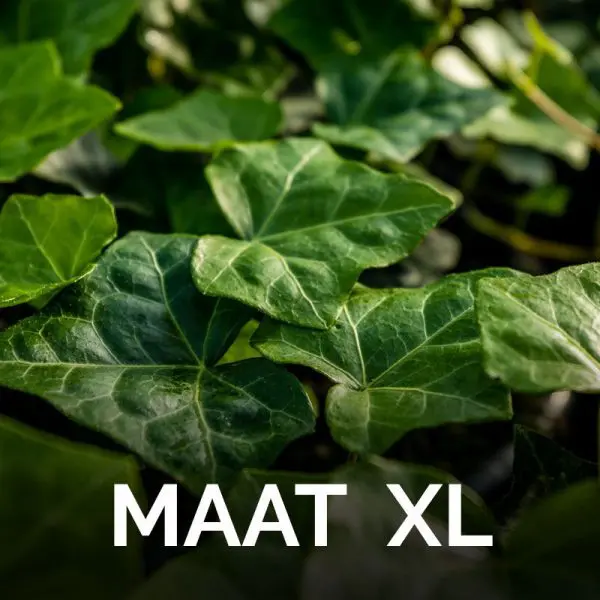 Bodembedekker XL - Afbeelding 2
