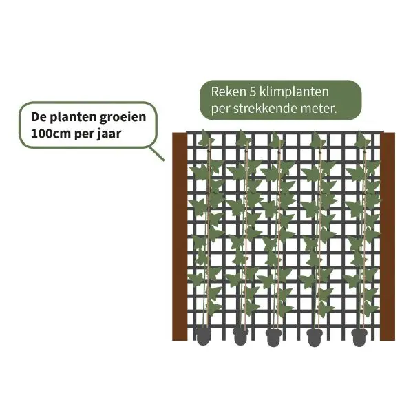 Hederastokken - Losse Hedera Hibernica planten - Afbeelding 2