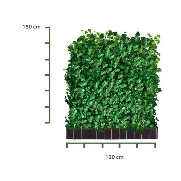 Kant-en-klaar haag Hedera Hibernica – 120x150cm - Afbeelding 2