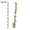 Hedera Helix (kleinbladig) 150 cm