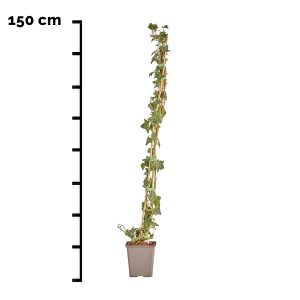 Hedera Helix (kleinbladig) 150 cm