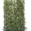 kant-en-klaar haag Toscaanse jasmijn (Trachelospermum jasminoides) 120 x 180 cm